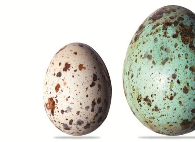 egg.jpg