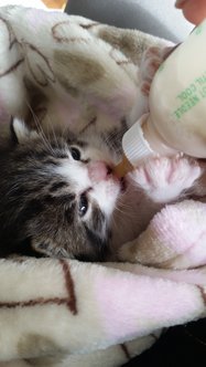 RSZKittenwithbottle.jpg