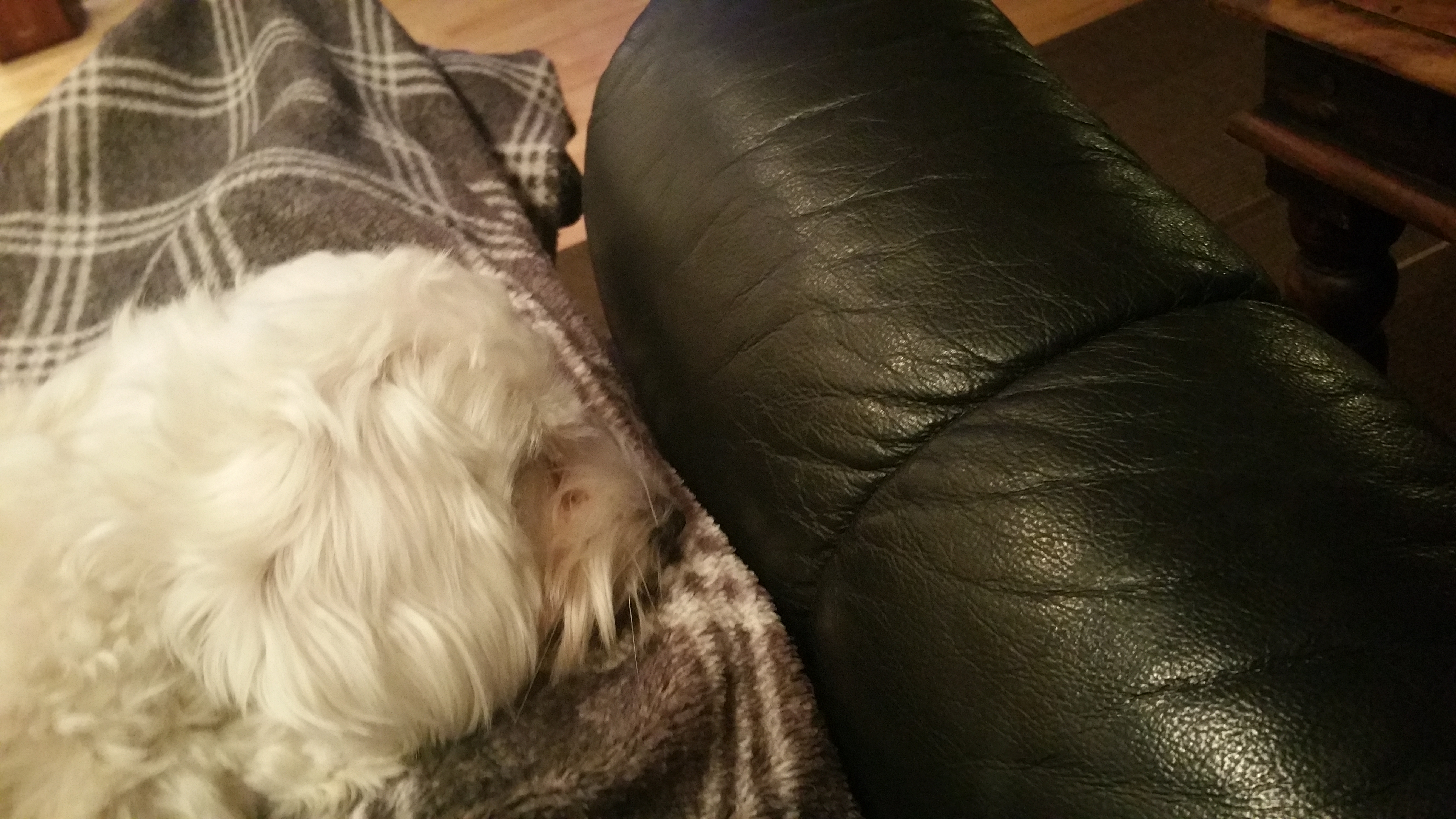 Doggo