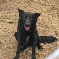 Doggo2