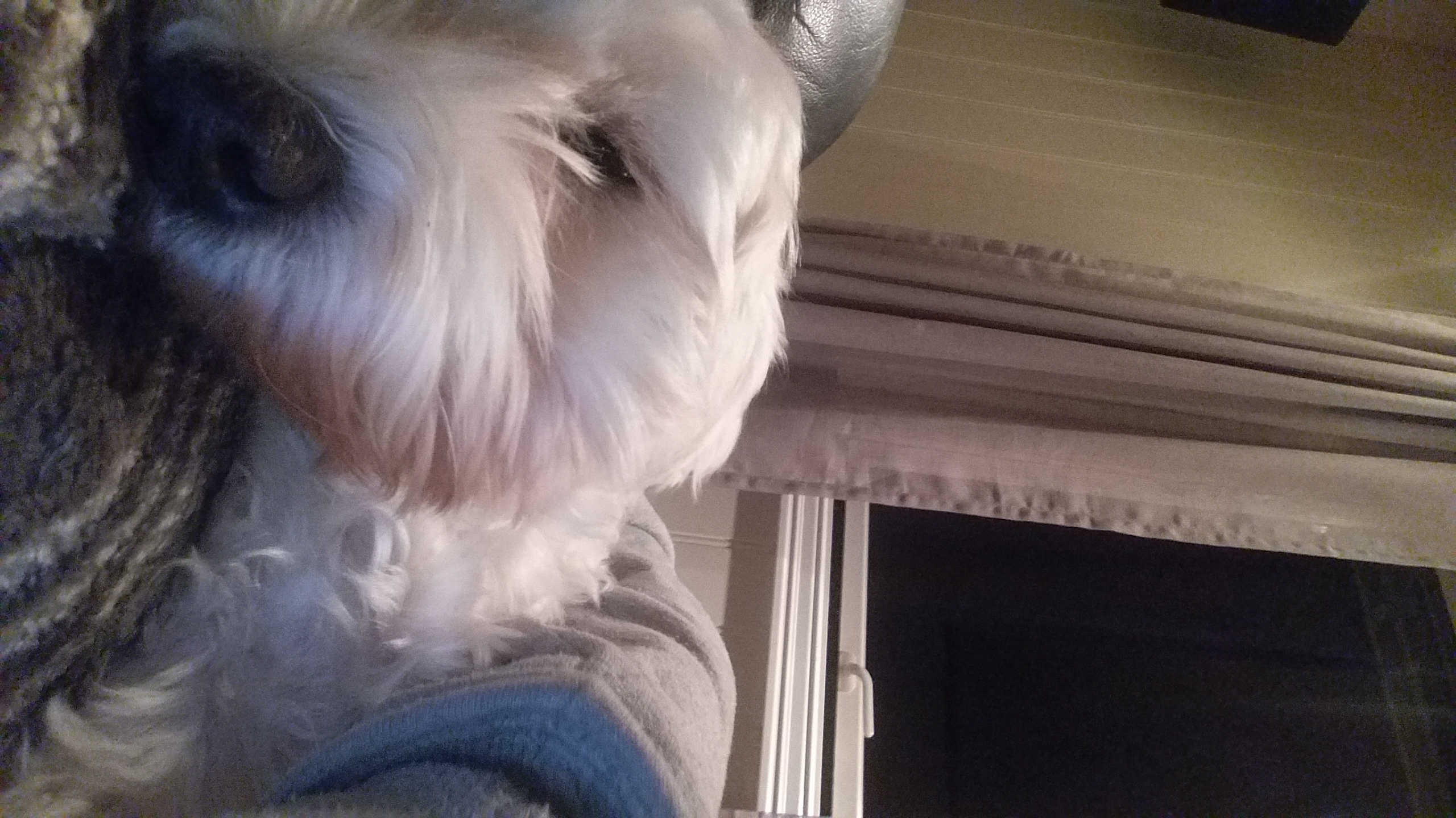 Doggo3