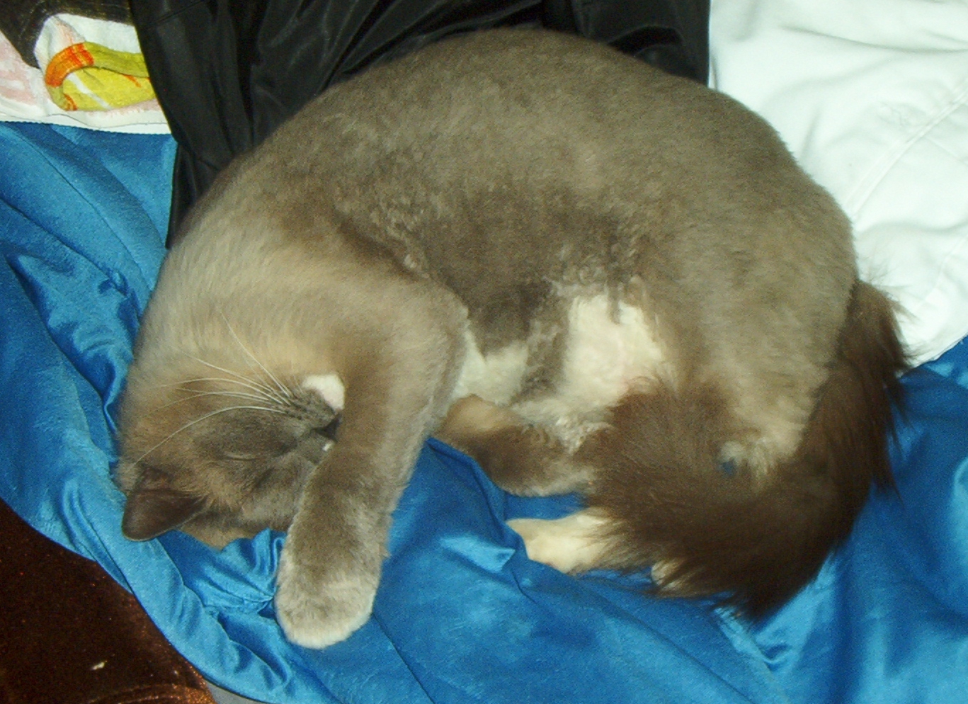 Cat