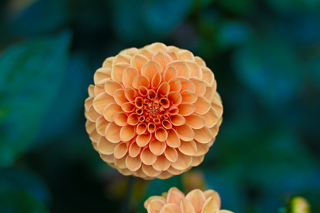 flower.jpg