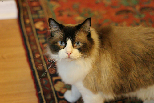 Ragdoll 1