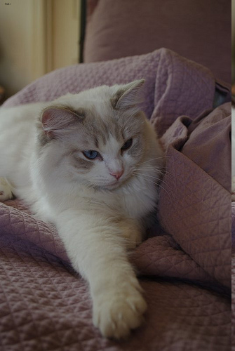 Ragdoll 2