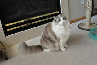 Ragdoll 3