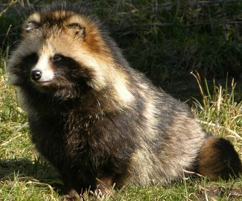 Obscure Animal Quiz #1