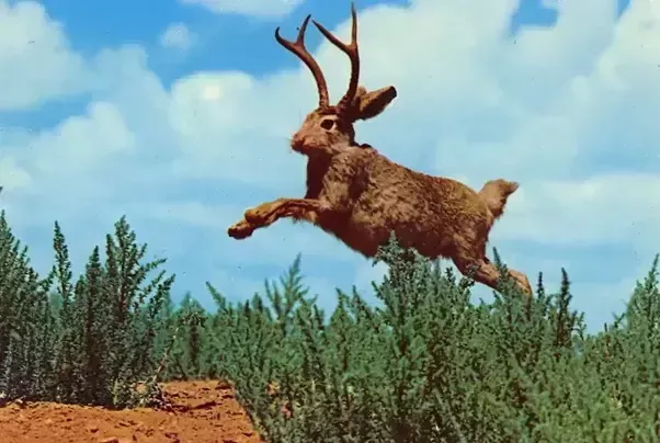 jack.png