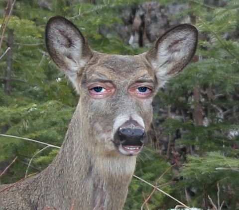 RIS.jpg