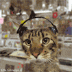 ba3e9342-a798-4854-b9e2-af4f19c963dd.gif