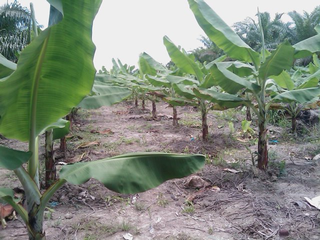 Farm