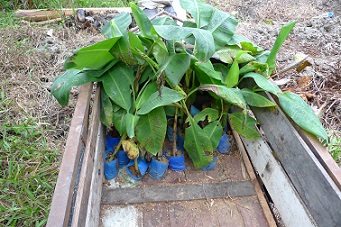 Banana plant