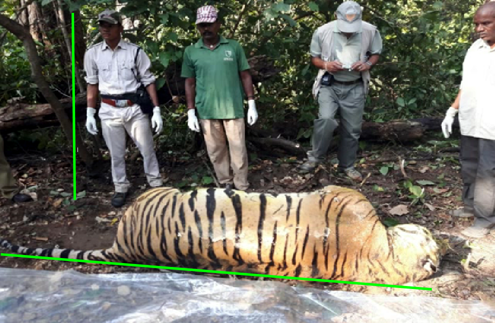 tiger.png