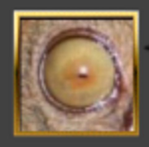 RIS.jpg