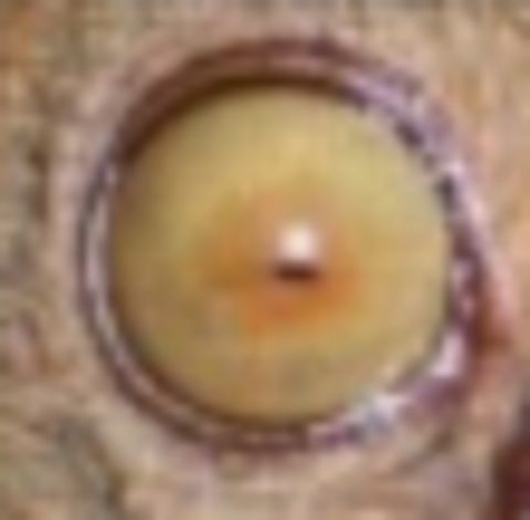 RIS.jpg
