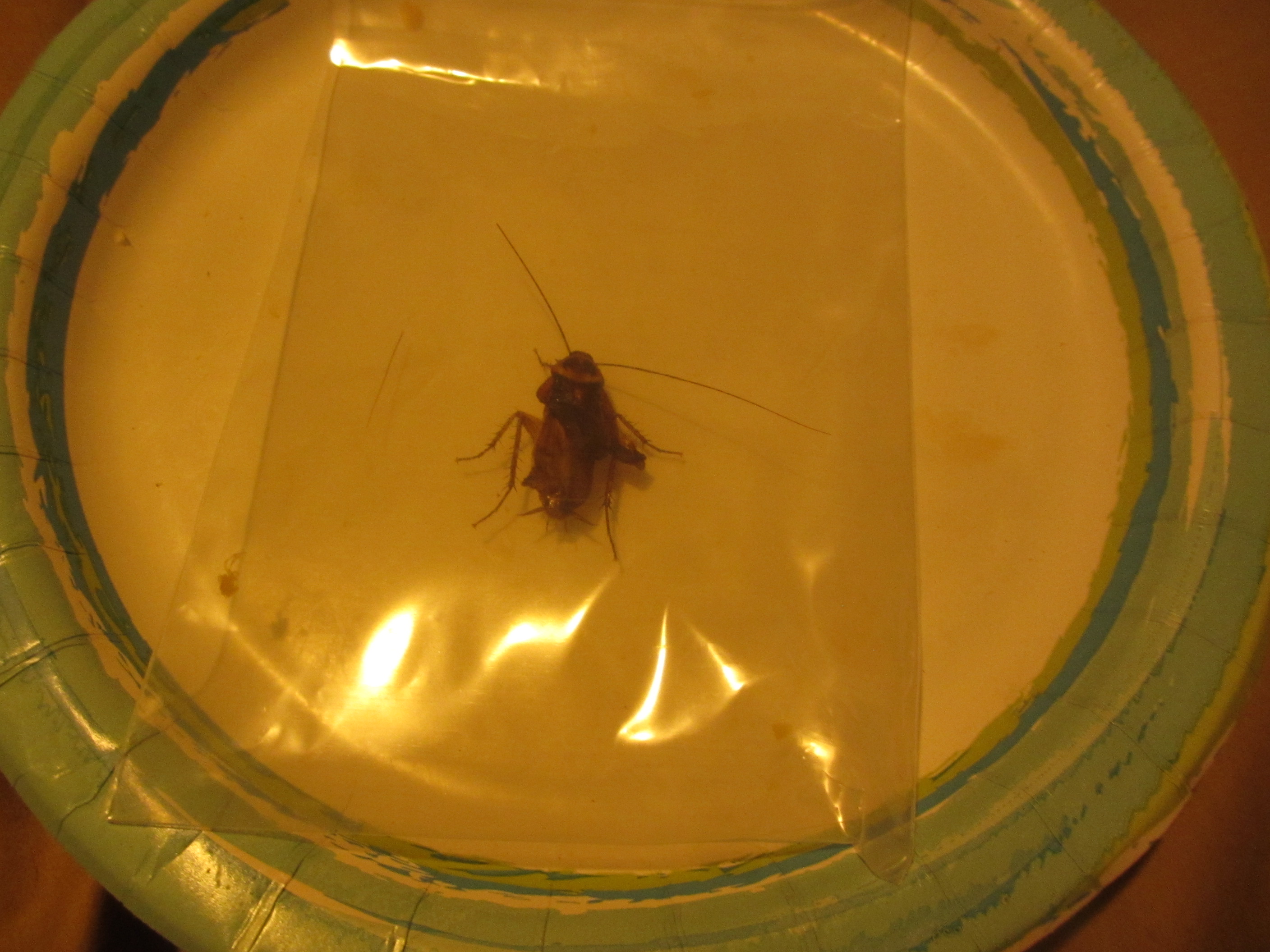 THIS FUCKING THING