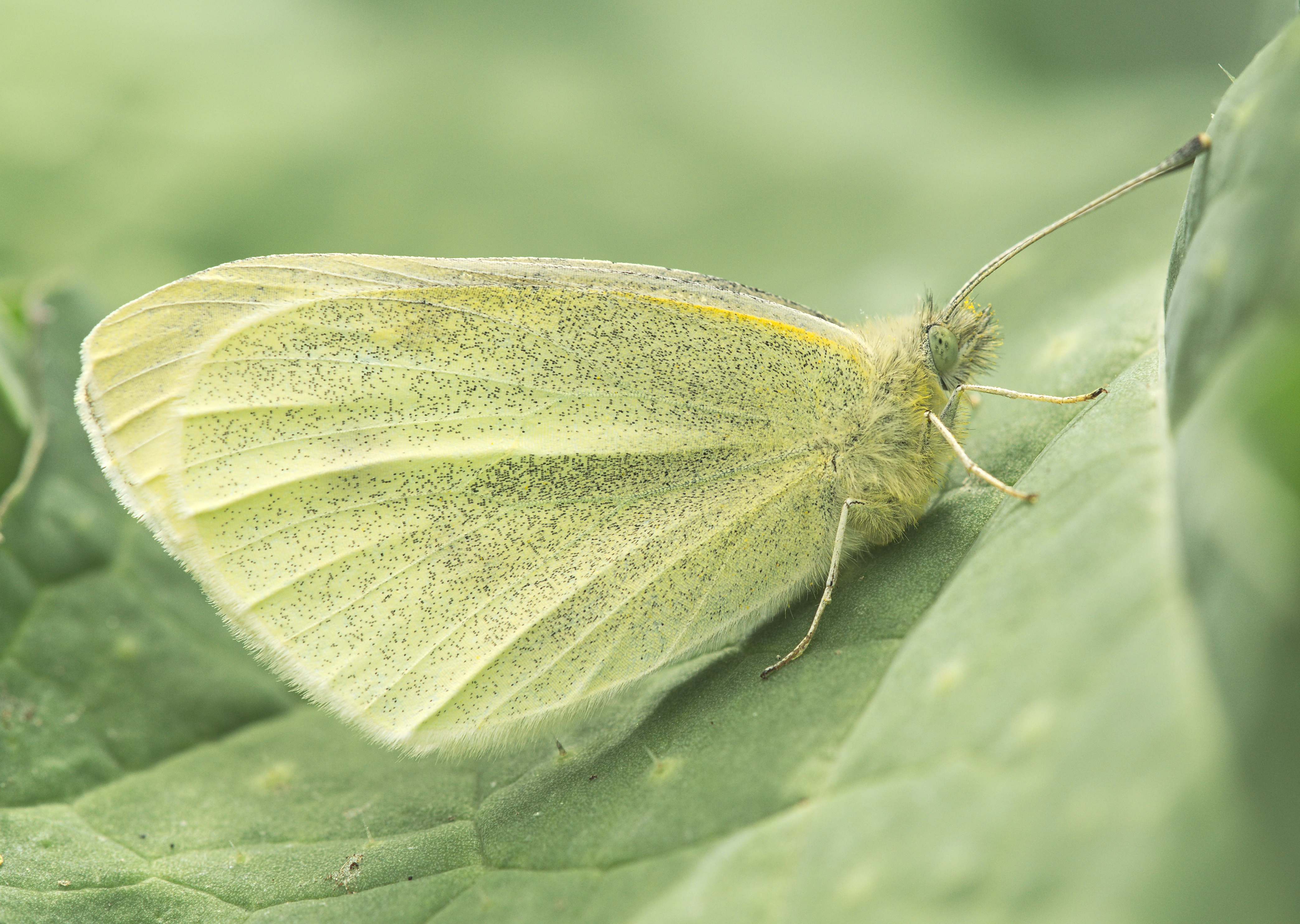 pieris brassicae
