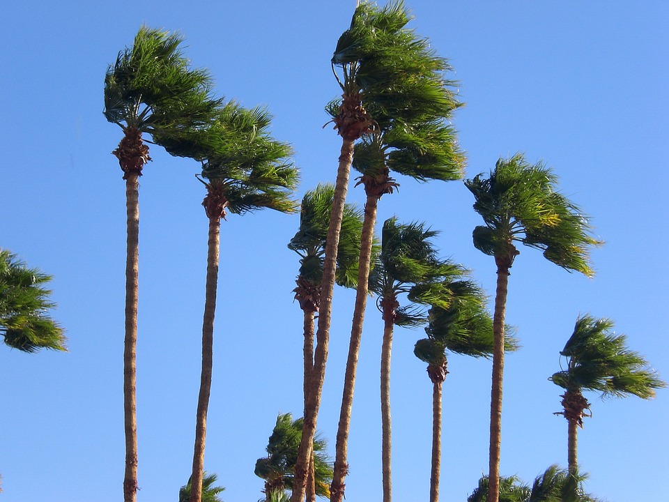 Windy