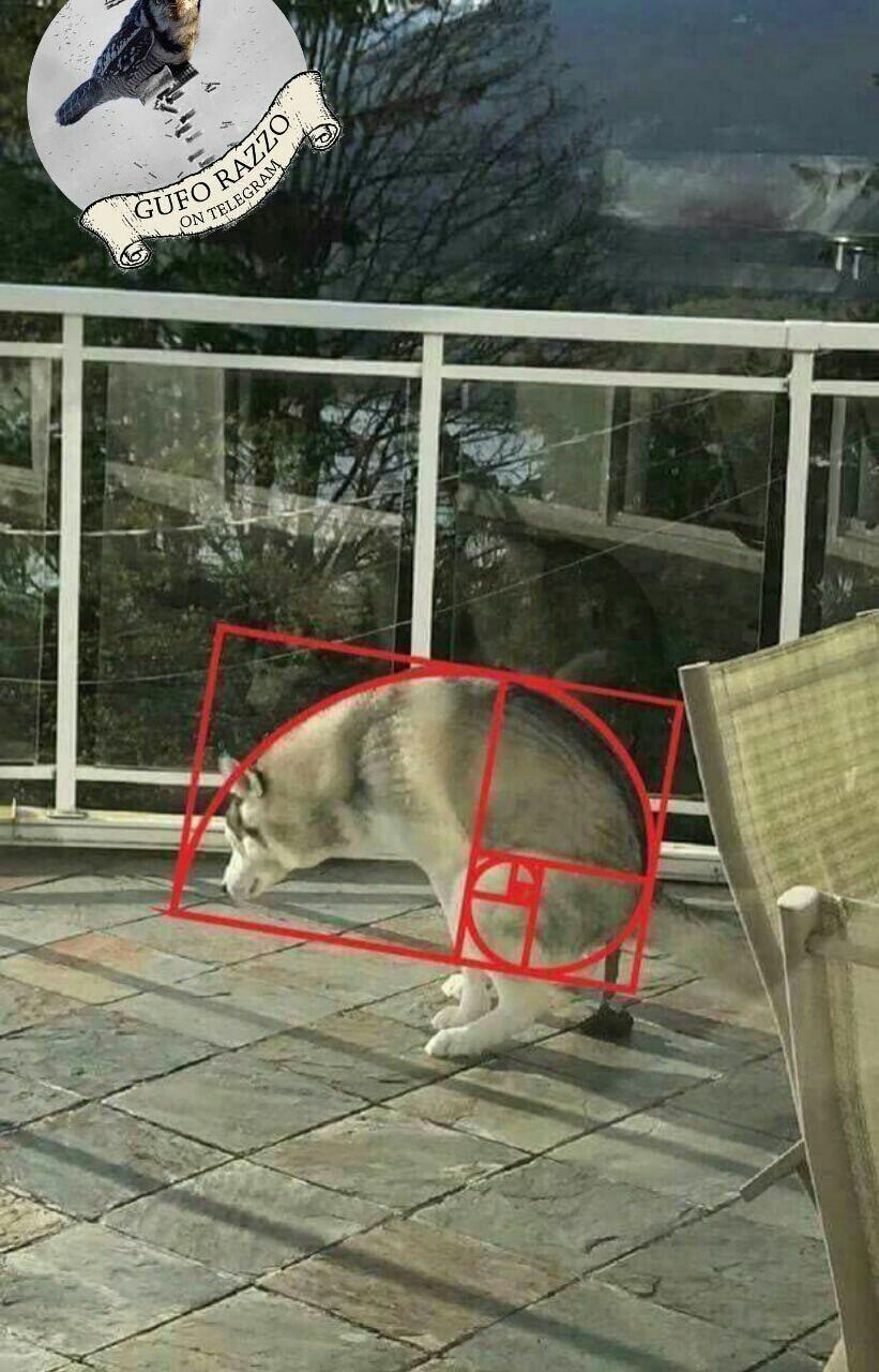 Cacca cane