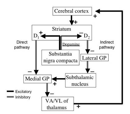 Basal Ganglia Pathways