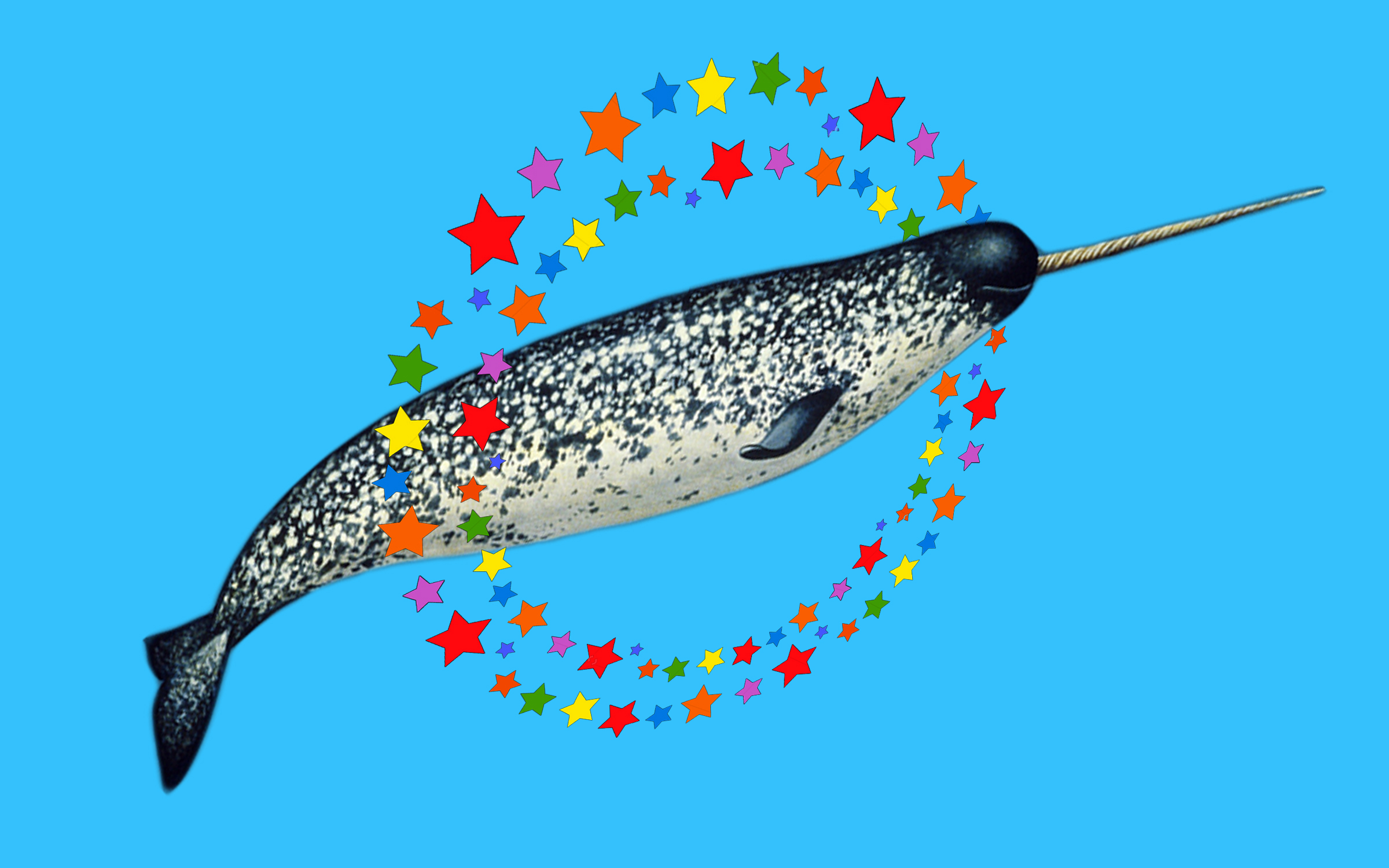 narwhal.jpg