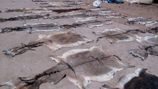 Wet Salted Donkey Hides