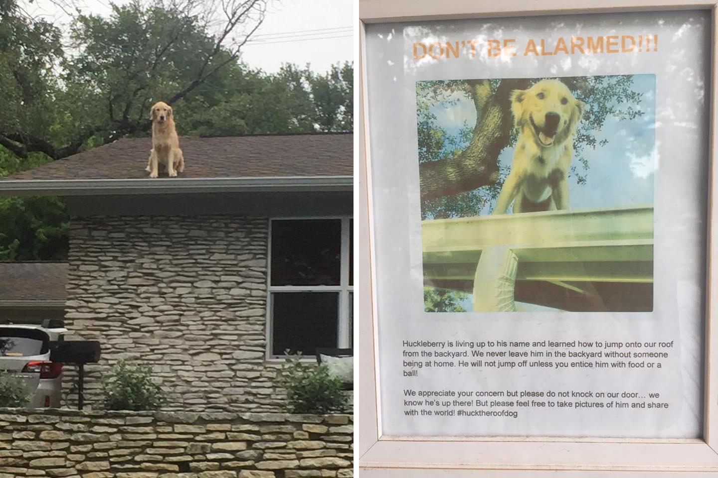 roof_dog.jpg