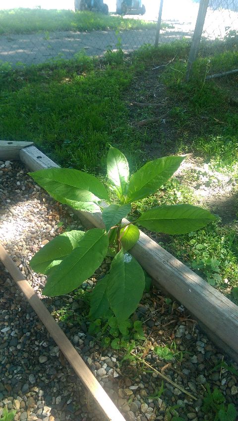 RIS.jpg