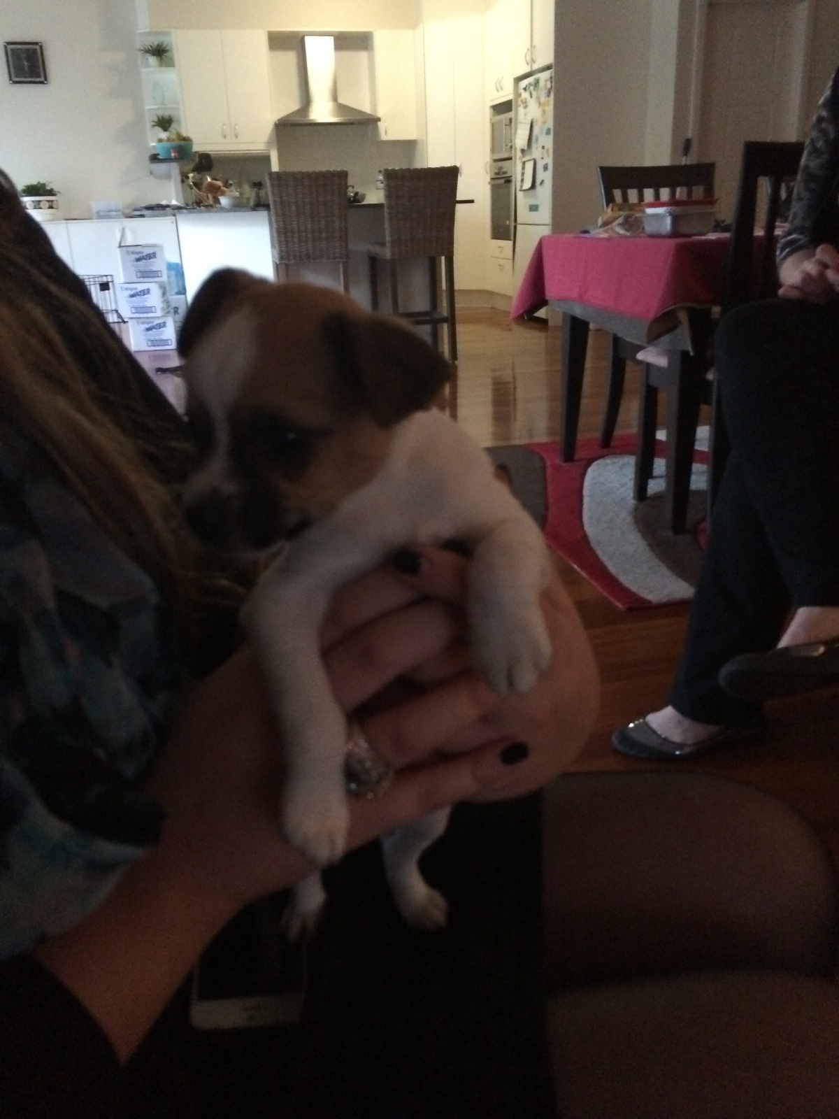 Teddy