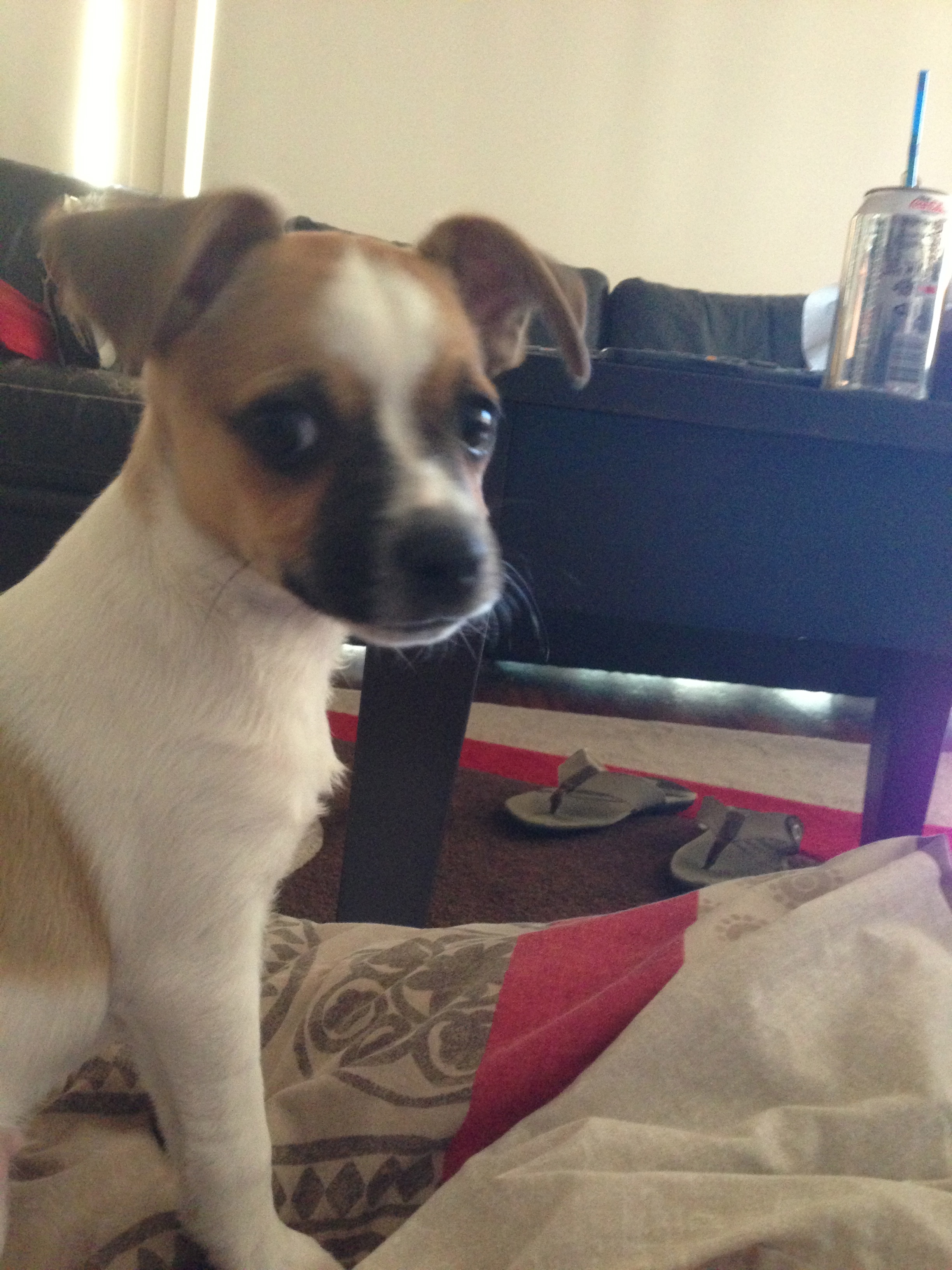 my dog