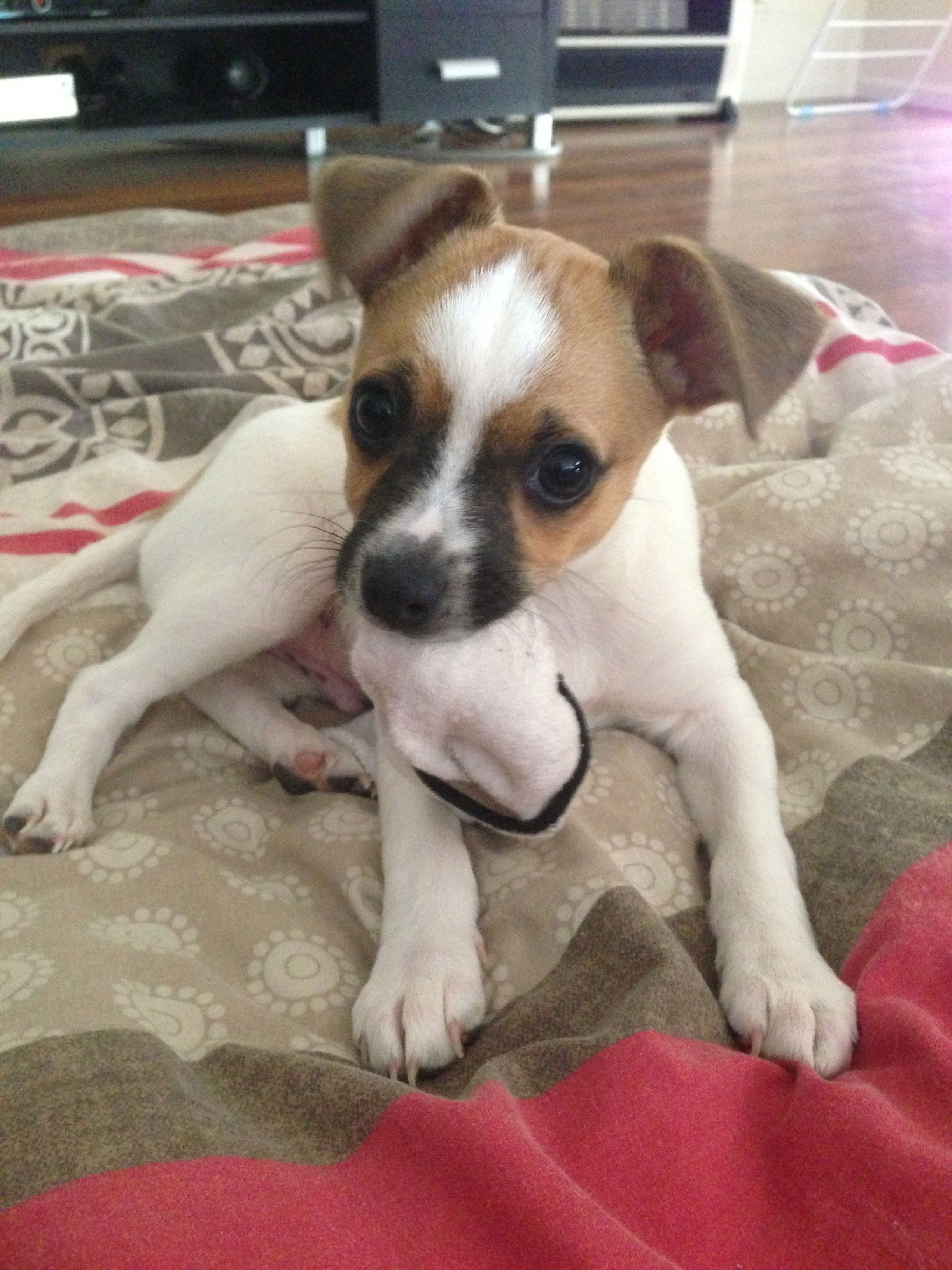 my dog