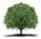 tree.jpg