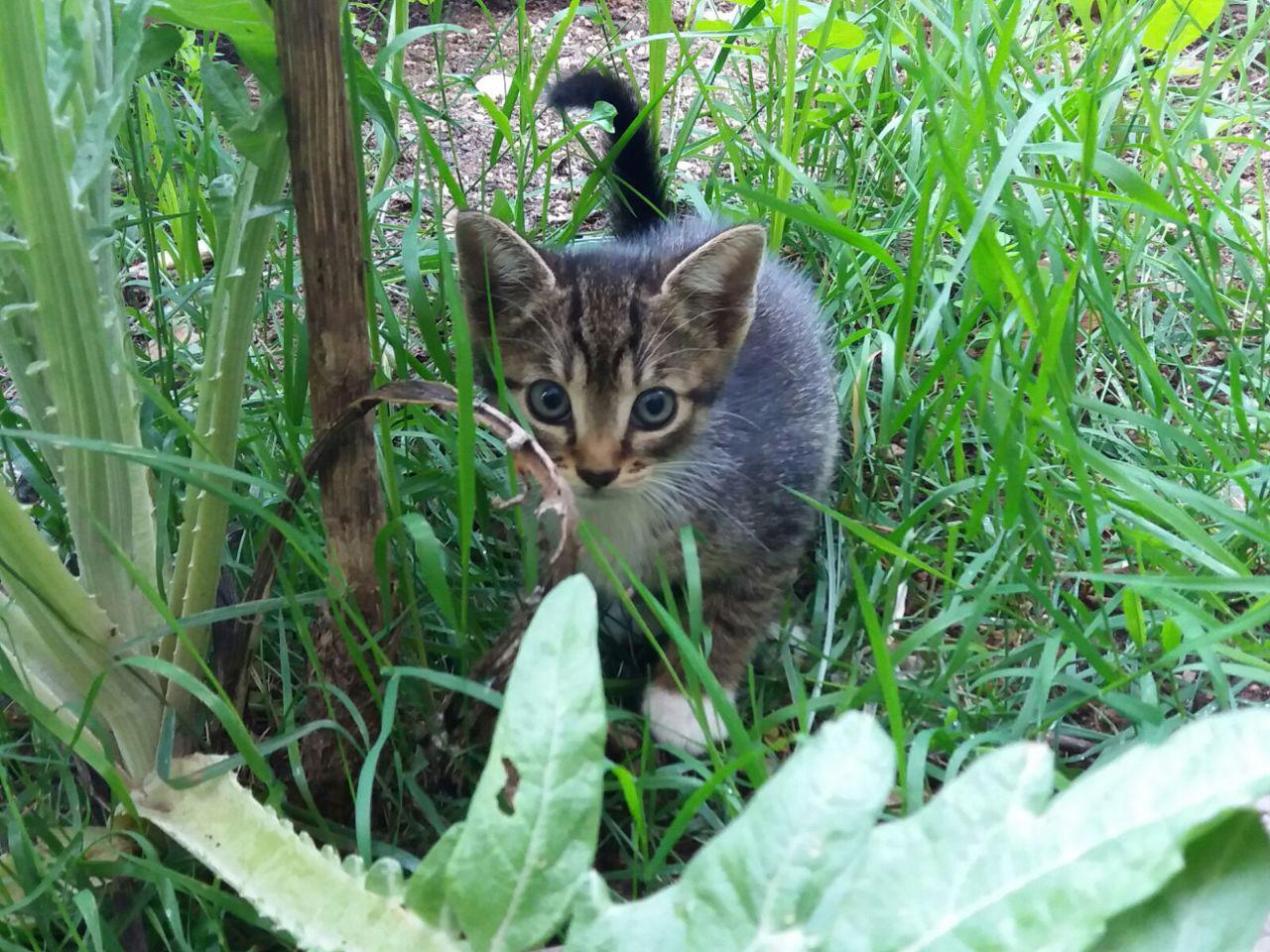 gatomarisol.jpg