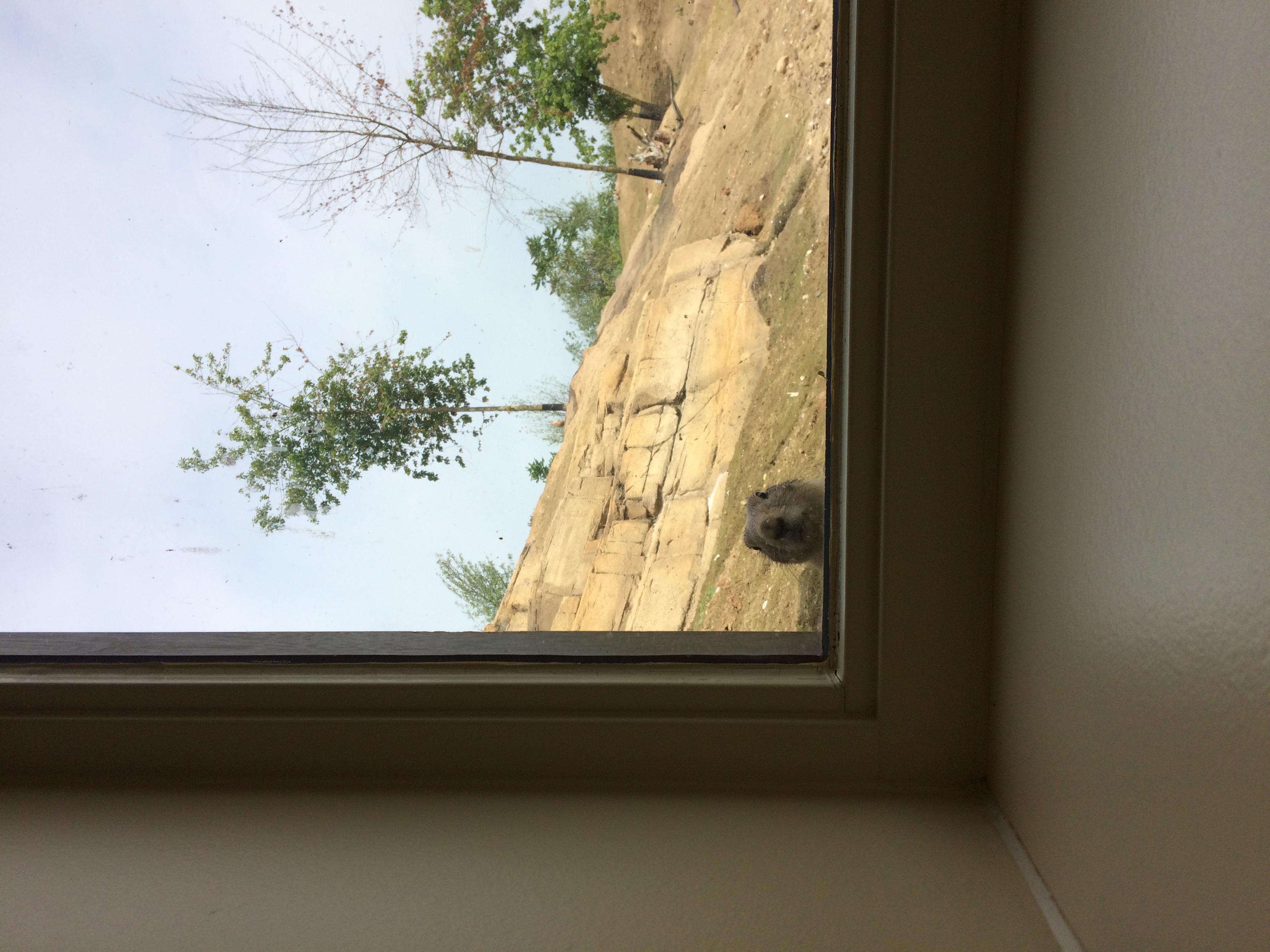 Prairie dog face front