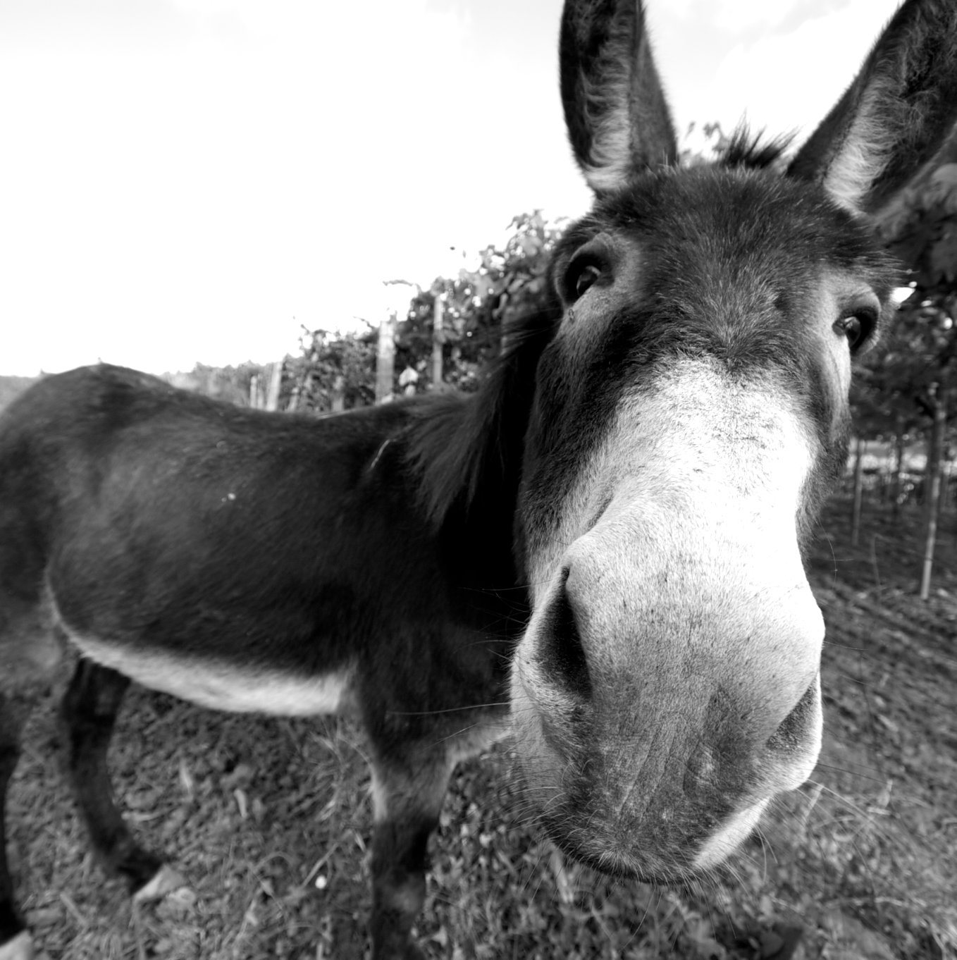 Donkey