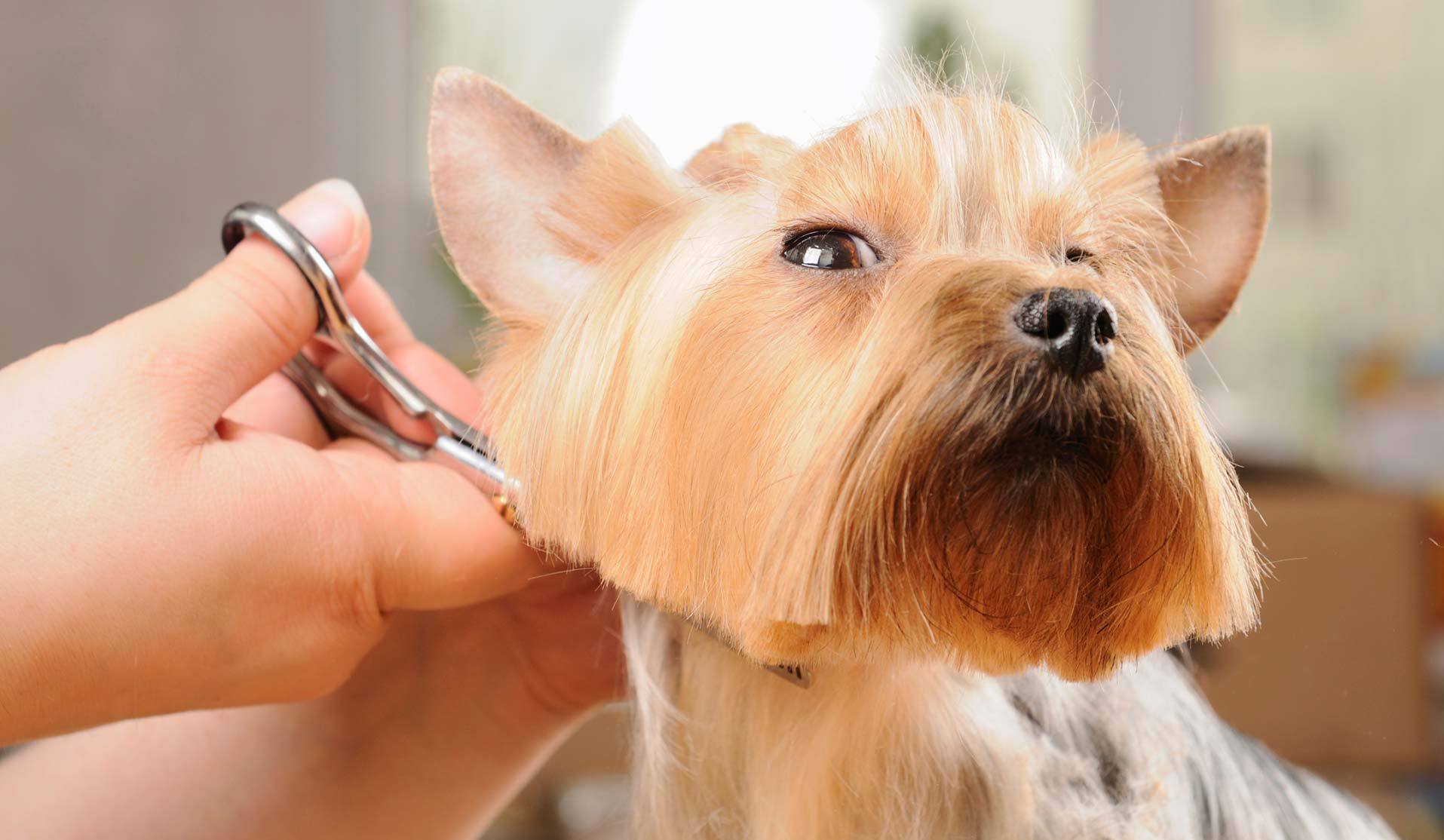 Renowned Dog Grooming Center in North Shore