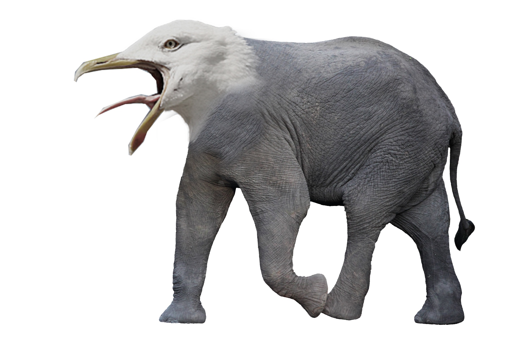 seaealephant.png