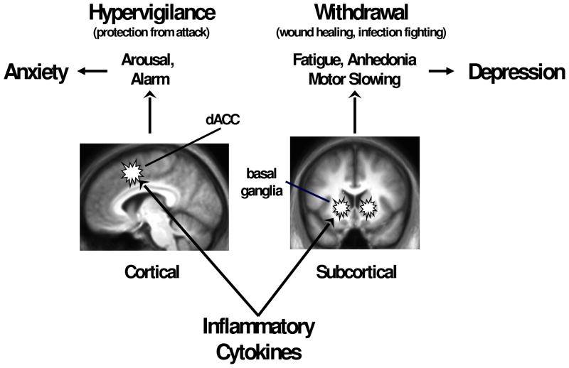 Cytokiner.jpg
