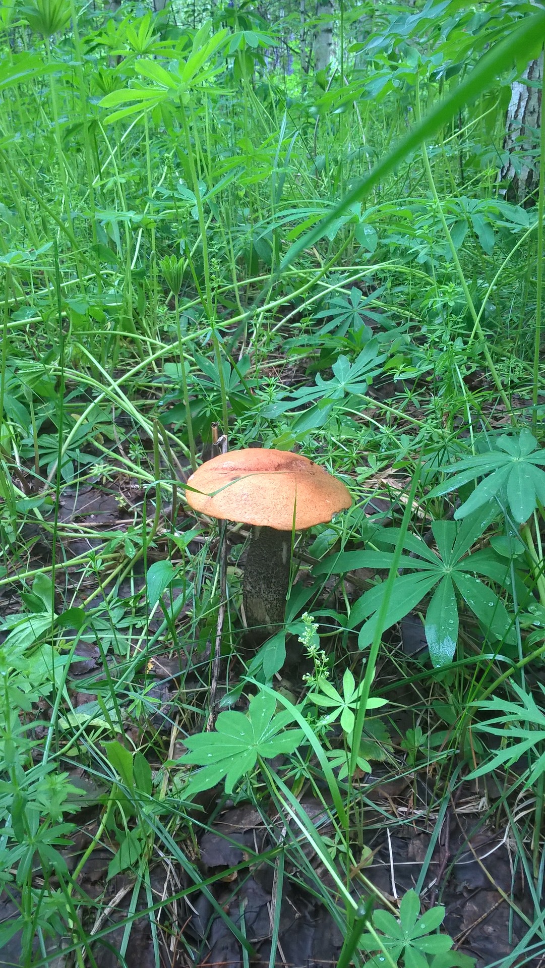 WP_20170709_08_30_35_Pro.jpg