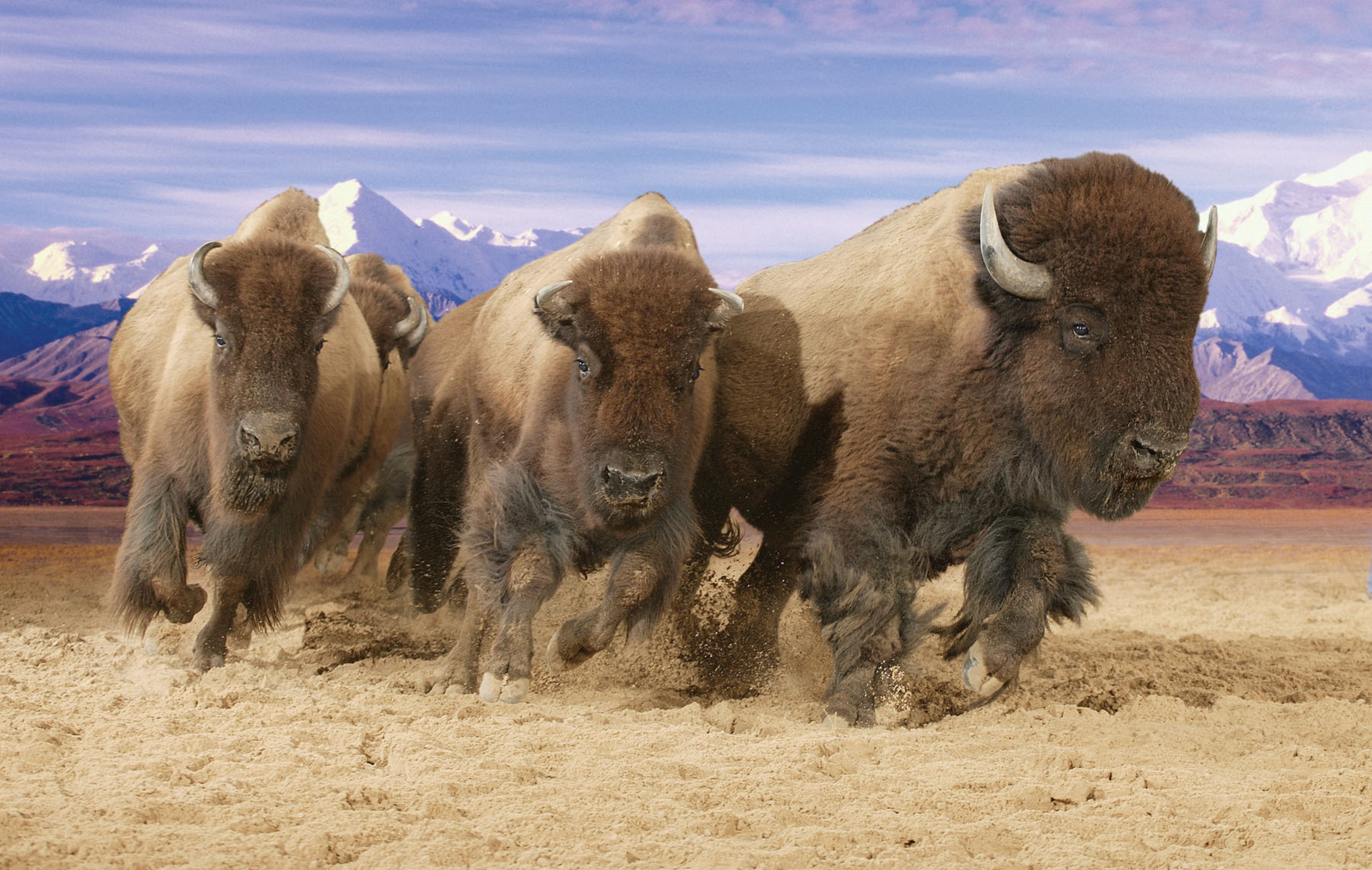 large buffalo pic