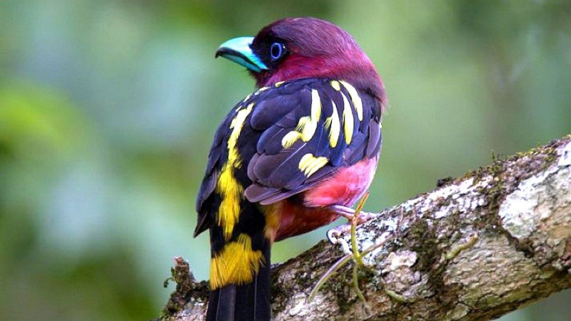 Bird