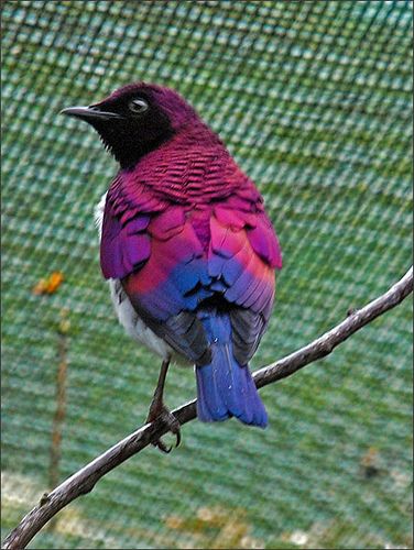 Bird