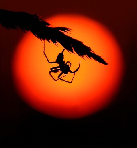 black-dark-nature-night-orange-spider-Favim.com-97645.jpg