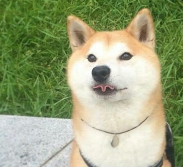 doge.jpg