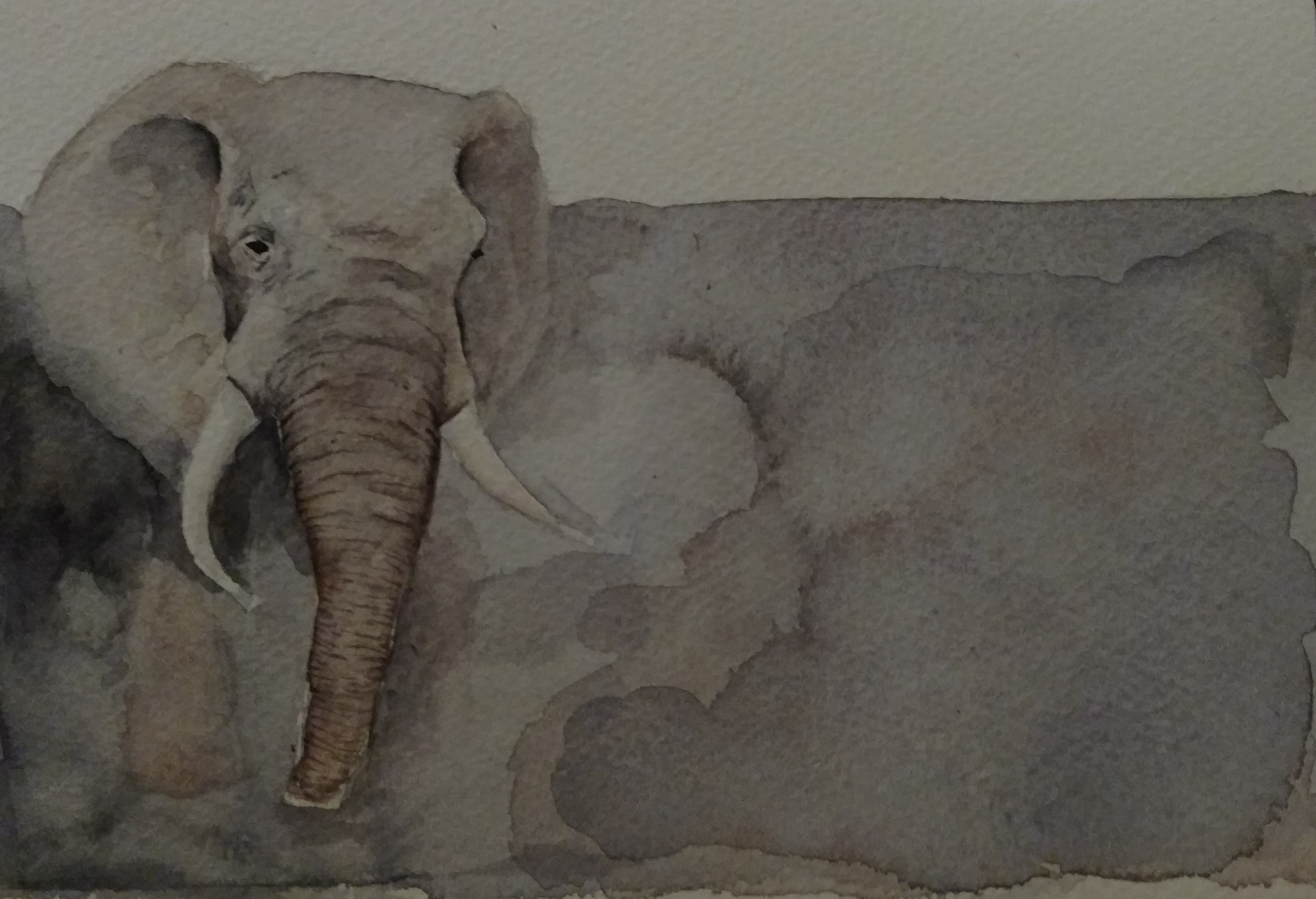 Elephant.jpg