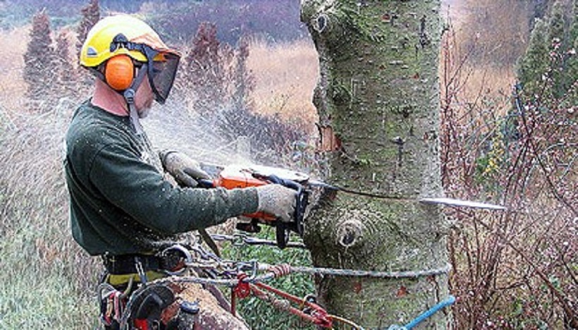 Best Tree Removal in Auckland at Simple Price