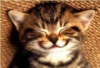 gatito-sonrisa.jpg