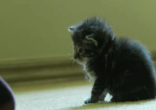 Cat 1