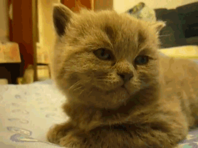 Cat 2
