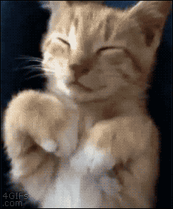 Cat 3